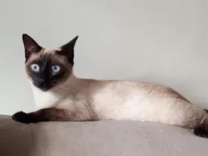 Gato raça Siamês idade 1 ano nome Safira