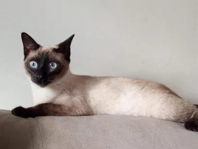 Gato raça Siamês idade 1 ano nome Safira