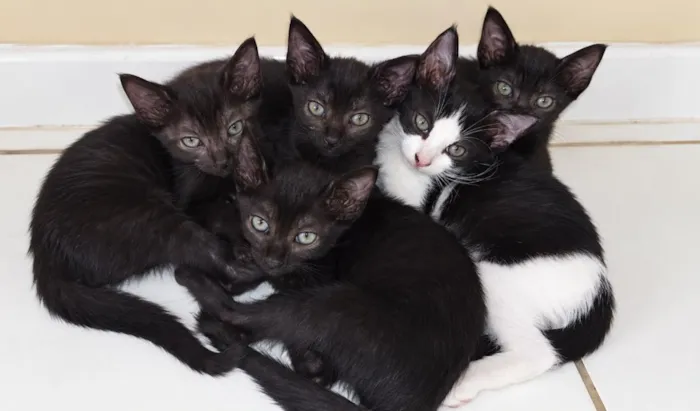 Gato raça SRD-ViraLata idade 2 a 6 meses nome SEM NOME