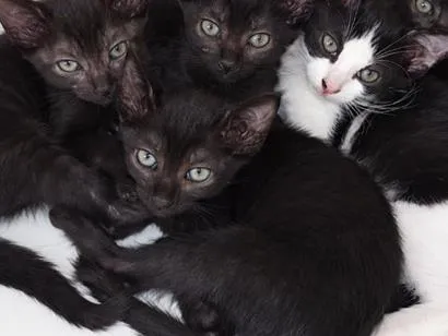 Gato raça SRD-ViraLata idade 2 a 6 meses nome SEM NOME