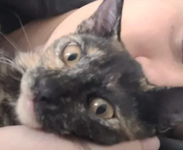 Gato raça SRD-ViraLata idade 2 anos nome Maria