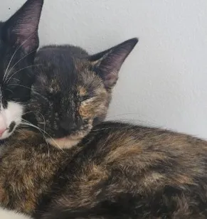 Gato raça SRD-ViraLata idade 2 anos nome Maria