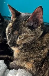 Gato raça SRD-ViraLata idade 2 anos nome Maria