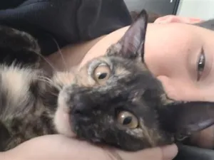 Gato raça SRD-ViraLata idade 2 anos nome Maria