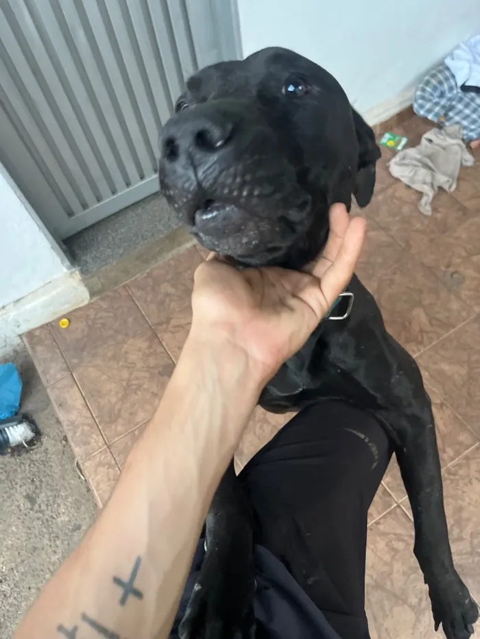 Cachorro raça Pit-Bull idade 1 ano nome Black