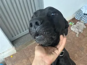 Cachorro raça Pit-Bull idade 1 ano nome Black