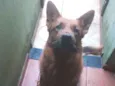 Apolo