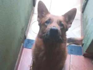 Cachorro raça Pastor Alemão idade 2 anos nome Apolo