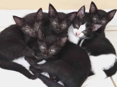 Gato raça SRD-ViraLata idade 2 a 6 meses nome SEM NOME