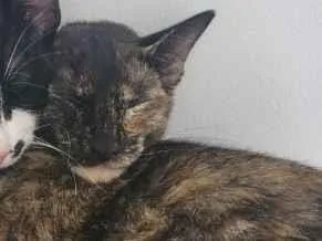 Gato raça SRD-ViraLata idade 2 anos nome Maria