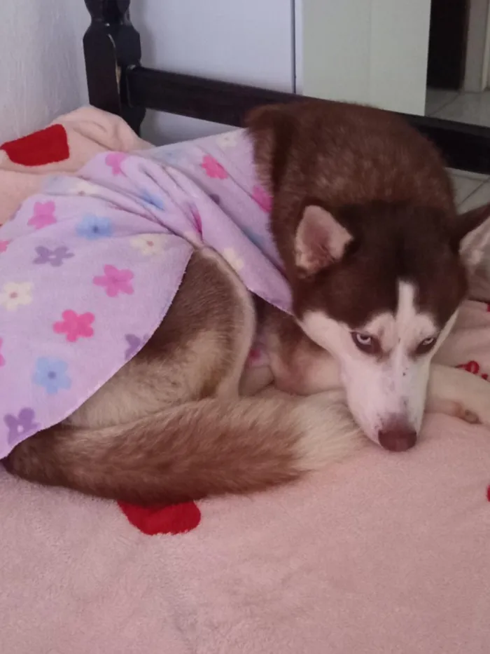 Cachorro raça Husky Siberiano idade 1 ano nome Zarina e Sirius