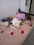 Zarina e Sirius