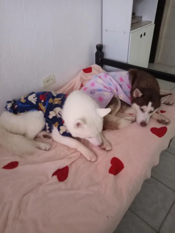 Cachorro raça Husky Siberiano idade 1 ano nome Zarina e Sirius