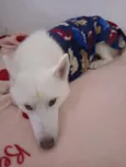 Zarina e Sirius