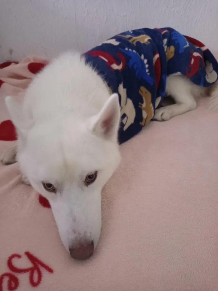 Cachorro raça Husky Siberiano idade 1 ano nome Zarina e Sirius