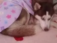 Zarina e Sirius