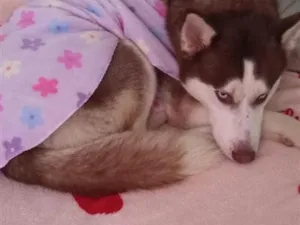 Cachorro raça Husky Siberiano idade 1 ano nome Zarina e Sirius
