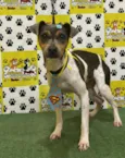 Chico