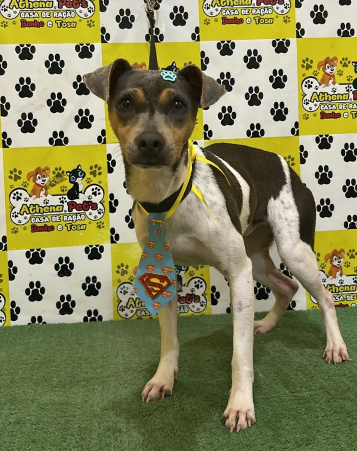 Cachorro raça SRD-ViraLata idade 1 ano nome Chico