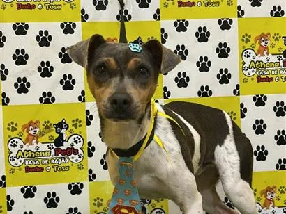Cachorro raça SRD-ViraLata idade 1 ano nome Chico