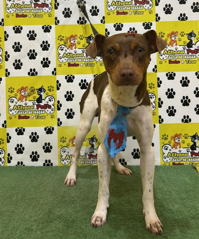 Cachorro raça SRD-ViraLata idade 1 ano nome Fred