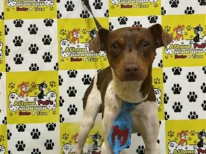 Cachorro raça SRD-ViraLata idade 1 ano nome Fred