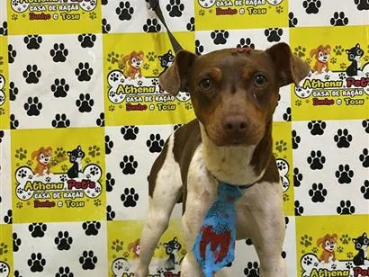 Cachorro raça SRD-ViraLata idade 1 ano nome Fred