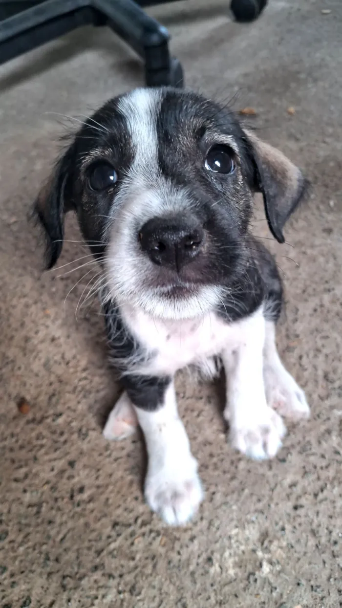 Cachorro raça SRD-ViraLata idade 2 a 6 meses nome dogdog