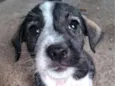 dogdog