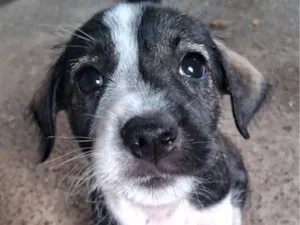 Cachorro raça SRD-ViraLata idade 2 a 6 meses nome dogdog