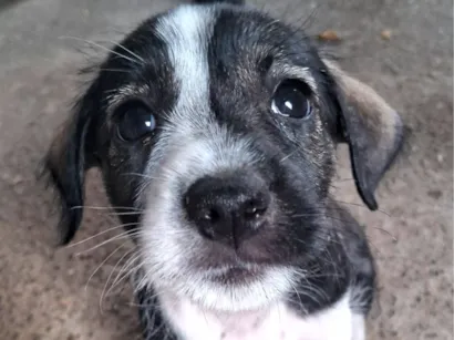 Cachorro raça SRD-ViraLata idade 2 a 6 meses nome dogdog