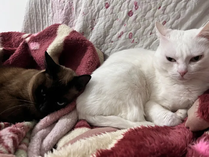 Gato raça Siamês idade 4 anos nome Macarena e Cecília 