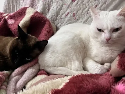 Gato raça Siamês idade 4 anos nome Macarena e Cecília 