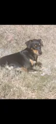 Cachorro