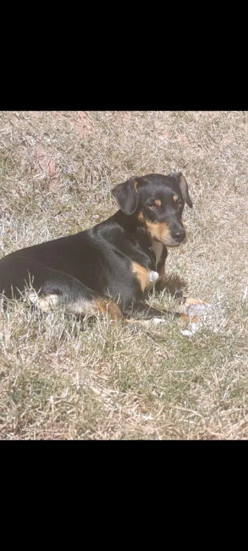 Cachorro raça SRD-ViraLata idade 1 ano nome Cachorro