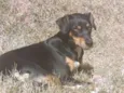 Cachorro