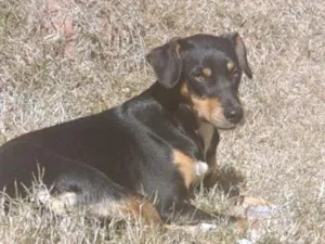 Cachorro raça SRD-ViraLata idade 1 ano nome Cachorro