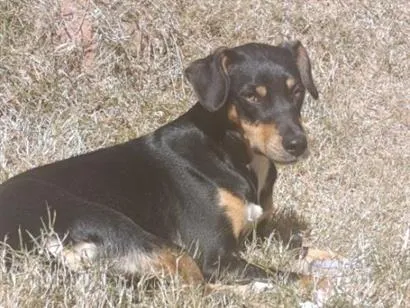 Cachorro raça SRD-ViraLata idade 1 ano nome Cachorro