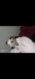 Snoopy 