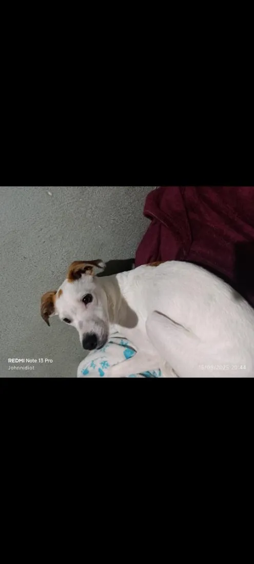 Cachorro raça SRD-ViraLata idade 2 anos nome Snoopy 