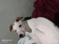 Snoopy 