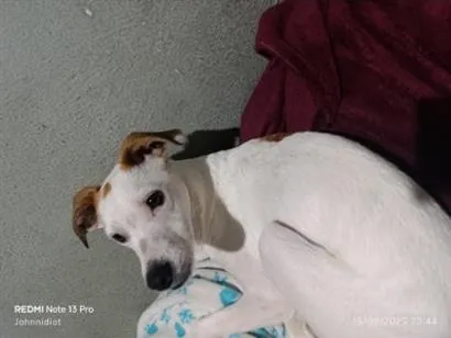 Cachorro raça SRD-ViraLata idade 2 anos nome Snoopy 