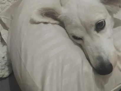 Cachorro raça SRD-ViraLata idade 6 ou mais anos nome Neve 