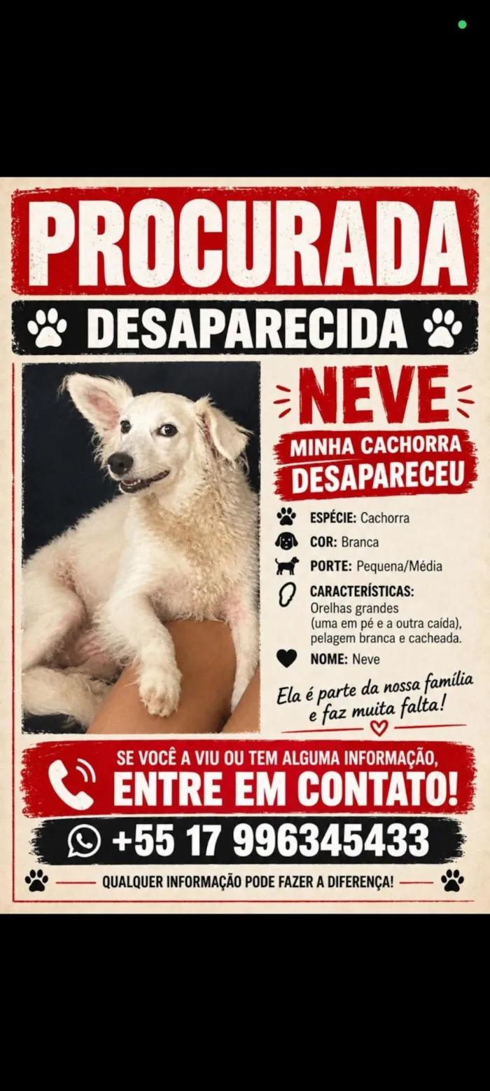 Cachorro raça SRD-ViraLata idade 6 ou mais anos nome Neve 