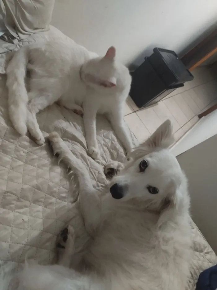 Cachorro raça SRD-ViraLata idade 6 ou mais anos nome Neve 