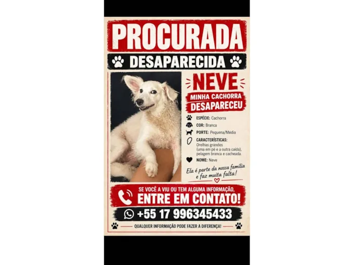 Cachorro raça SRD-ViraLata idade 6 ou mais anos nome Neve 