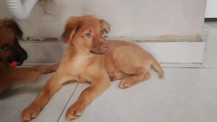 Cachorro raça SRD-ViraLata idade 2 a 6 meses nome Trovão 