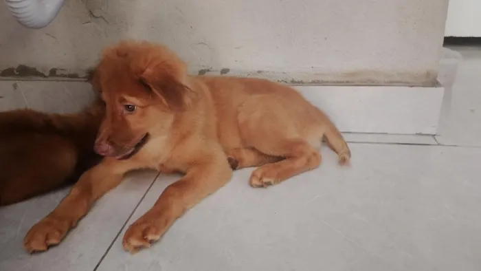 Cachorro raça SRD-ViraLata idade 2 a 6 meses nome Trovão 