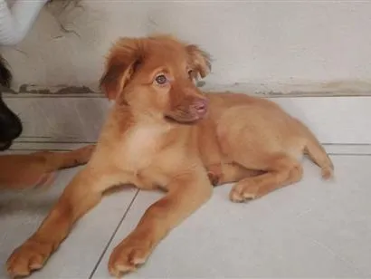 Cachorro raça SRD-ViraLata idade 2 a 6 meses nome Trovão 