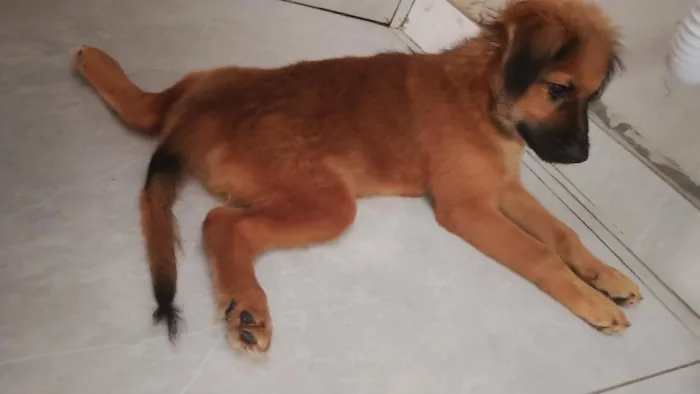 Cachorro raça SRD-ViraLata idade 2 a 6 meses nome Max